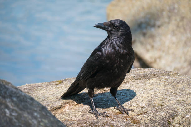 istock Raven at lake on the stones 1283695198