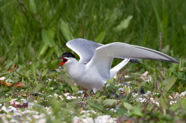 istock Common Tern adult in colony at Texel 1283696115