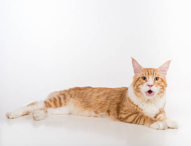 istock Curious Maine Coon Cat Lying on the White Table with Reflection. White Background. Open Mouth 1283696205