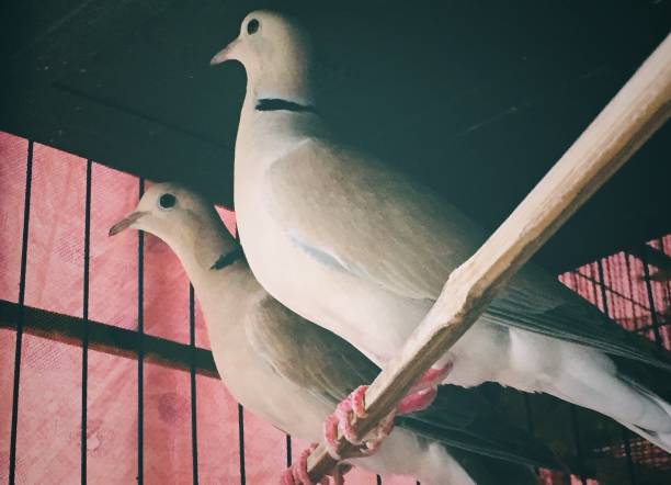 Two pigeons are in one cage..