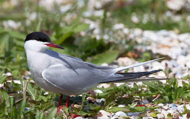 istock Common Tern adult in colony at Texel 1283696397