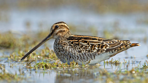 istock Common Snipe foraging in wet meadow on Marken 1283696404