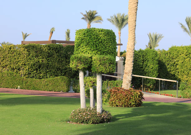 istock decorative trimmed trees on a summer sunny day 1283697379