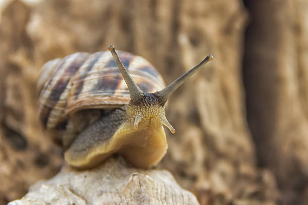 껍질에 큰 아름다운 달팽이 - snail escargot animal speed 뉴스 사진 이미지