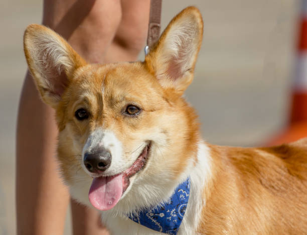 istock Welsh Corgi dog close-up 1283698706