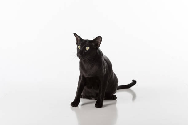 istock Curious Black Oriental Shorthair Cat Sitting on White Table with Reflection. White Background. 1283698807