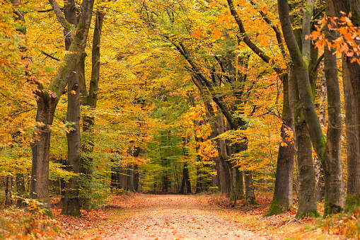 alone autumn leaf on tree twig in forest