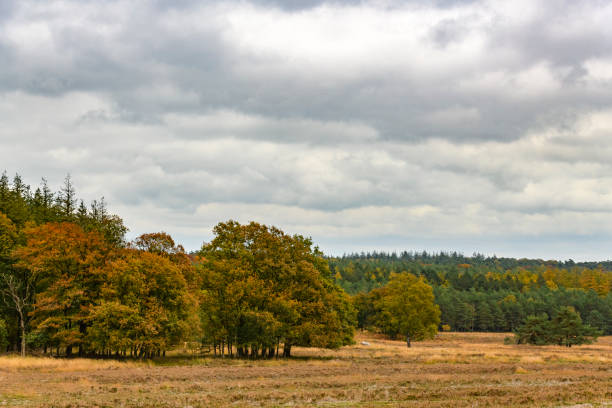 Panoramic view over moors at the Loenermark in the Veluwe nature reserve during fall in Gelderland, The Netherlands.
