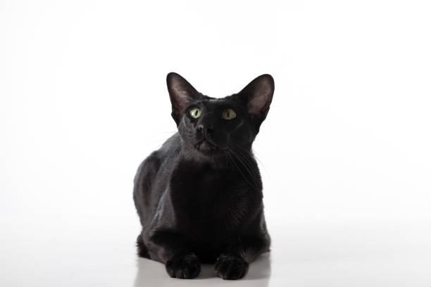 istock Curious Black Oriental Shorthair Cat Lying on White Table with Reflection. White Background. 1283698908