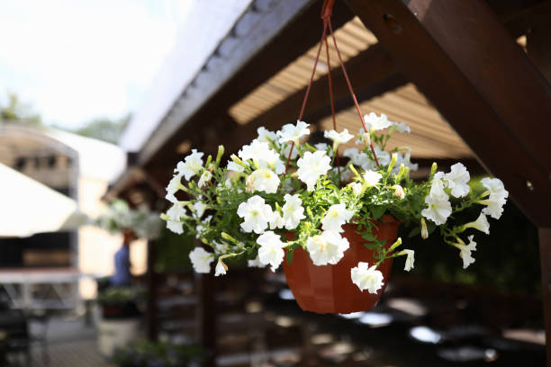 Flowerpot with flowers hanging on veranda. Home plant growing concept