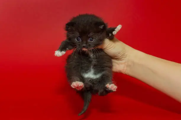 Photo of Small, frightened kitten in women's hands