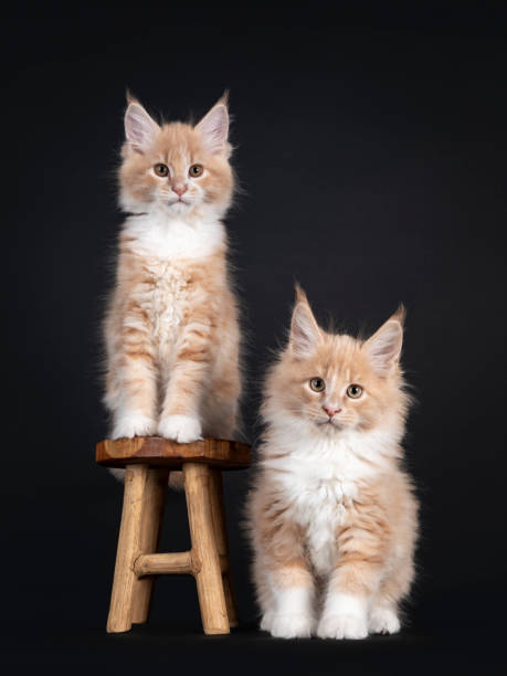 istock 2 Maine Coon cat kittens on white 1283699245