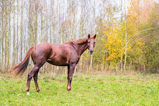 Beautiful horse on the grass in autumn