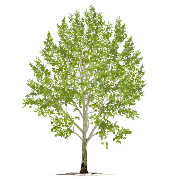 ilustraciones, imágenes clip art, dibujos animados e iconos de stock de álamo (populus l.) con follaje verde sobre fondo blanco - chopo