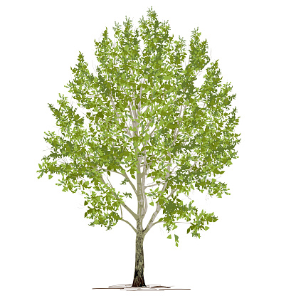 Poplar (Populus L.) with green foliage, the color vector image on a white background