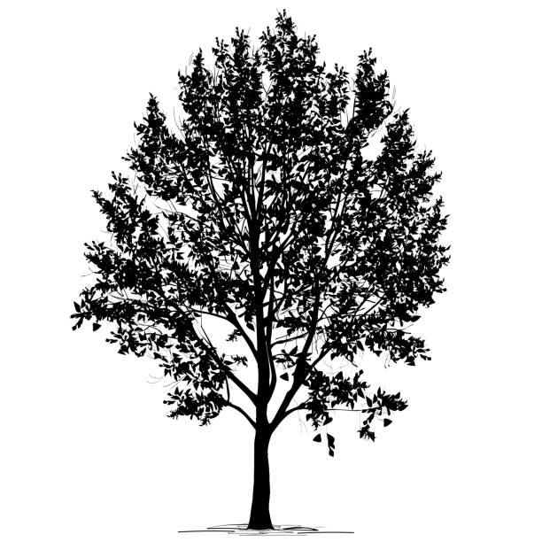 ilustraciones, imágenes clip art, dibujos animados e iconos de stock de silueta de álamo (populus l.) con follaje sobre fondo blanco - álamo árbol