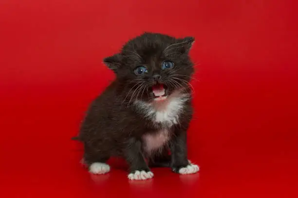 Photo of Small kitten meows loudly