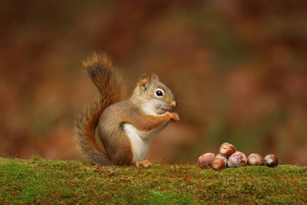 czerwona wiewiórka jesienią z żołędziami - wiewiórka zdjęcia i obrazy z banku zdjęć
