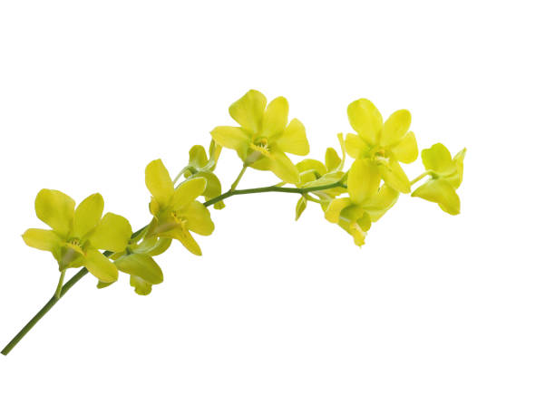Yellow Orchids Pictures | Download Free Images on Unsplash