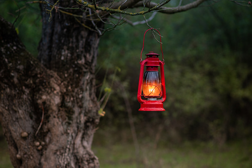 old red petrol lamp in a tree. green background.