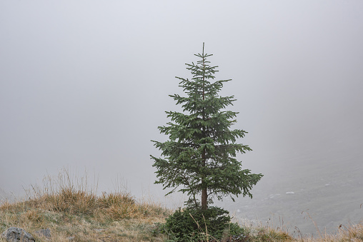 lonely tree in the fog. autumn background