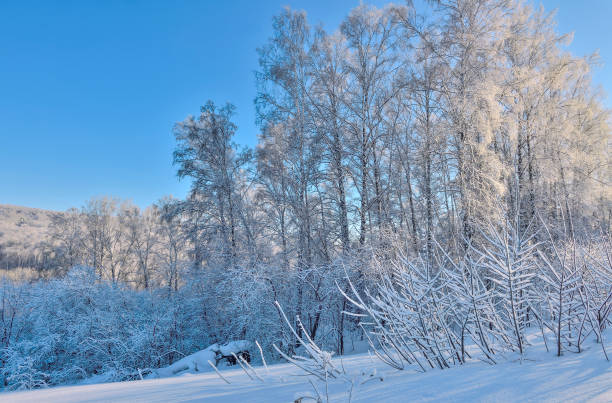 istock Snowy winter forest in mountain - wonderful inspirating walk, active rest 1283703630