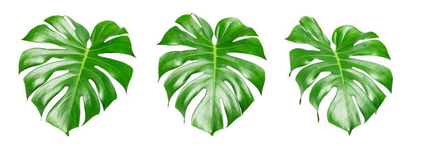 istock Monstera leaves isolated on white background with clipping path 1283703710