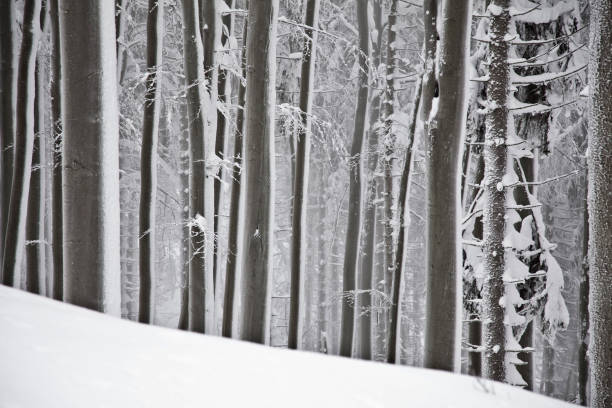 winter forest with trees covered snow stock photo