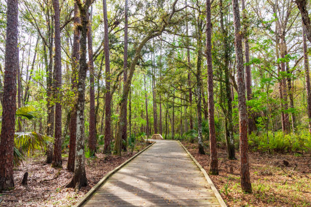istock During the COVID-19 pandemic, finding Peace may be as simple as taking a walk through the Woods like this one in a Land, Water & Wildlife Preserve near Kissimmee, Florida 1283704503