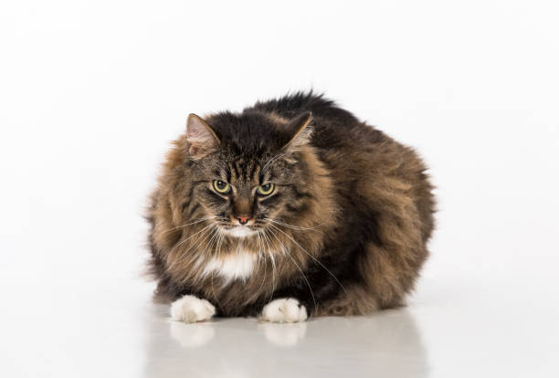 istock Curious and Angry Dark Cat Sitting on the white table. Portrait. White background. 1283704530