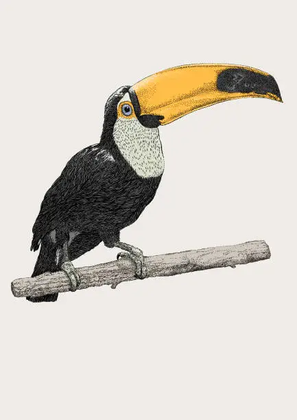 Vector illustration of Toucan Perched
