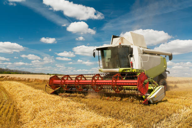istock Combine harvester harvests ripe wheat. agriculture image 1283706196