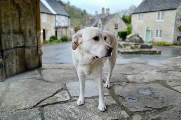 istock Labrador Retriever in England 1283706515