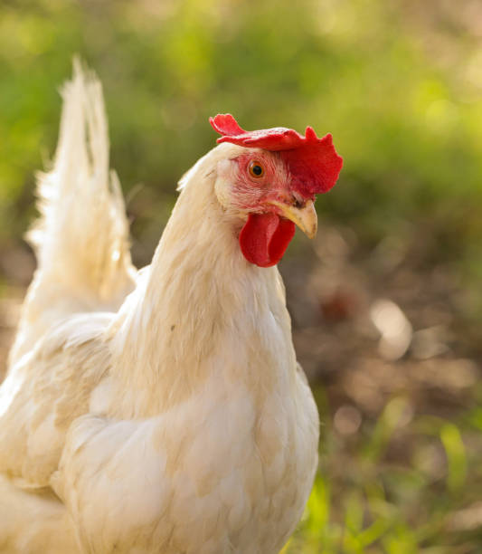 istock hen chicken free range in the meadow red white 1283707388