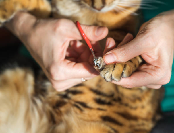 istock Bengal cat claws cut at home. 1283707901