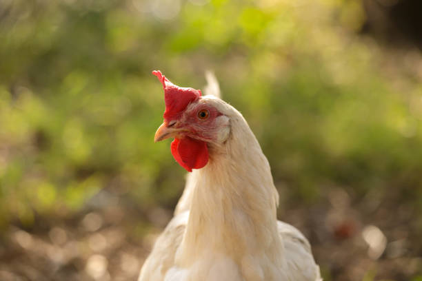 istock hen chicken free range in the meadow red white 1283708503
