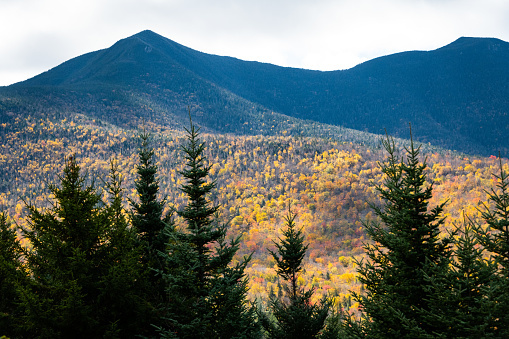 fall foliage in White Mountain Forest New Hampshire