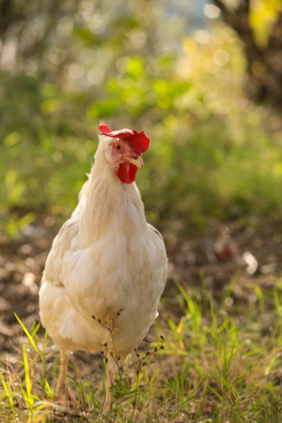 istock hen chicken free range in the meadow red white 1283708570