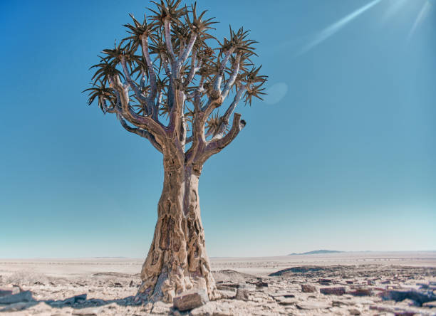 Quiver Tree around the Fish River Canyon, Namibia.