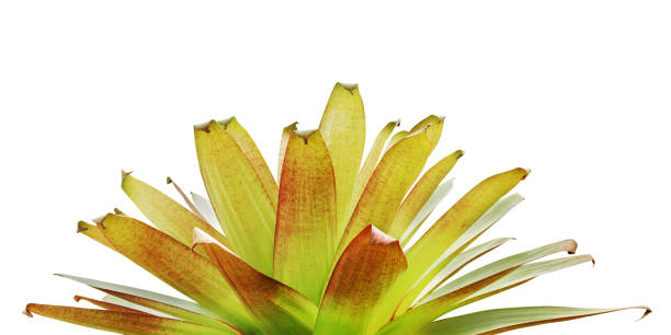 planta bromélia isolada em fundo branco com caminho de recorte - bromelia - fotografias e filmes do acervo