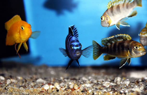istock Maingano African Cichlid from Malawi Lake - (Melanochromis cyaneorhabdos) 1283709051
