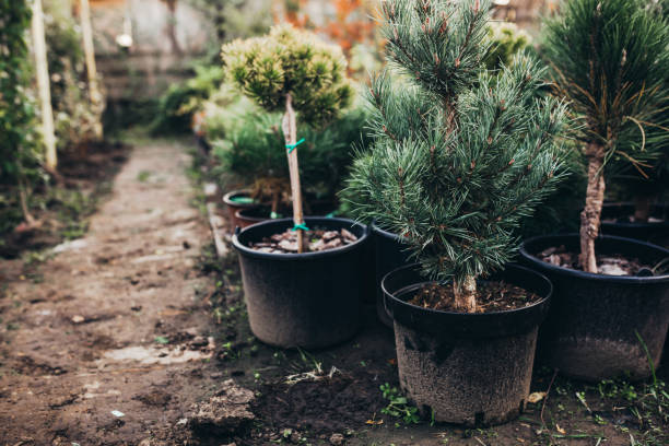 istock evergreen plant nursery 1283709085