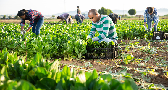 Team of workers harvests chard on farm field