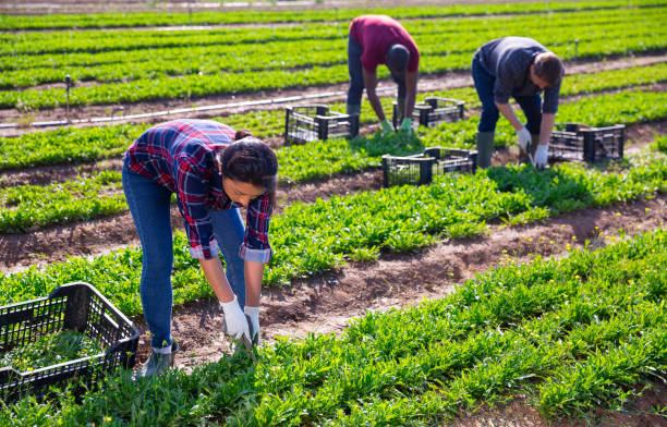 istock Latino woman cuts fresh arugula and puts in a crate 1283709162