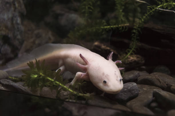 istock lying on rocks axolotl near fish tank glass 1283710265