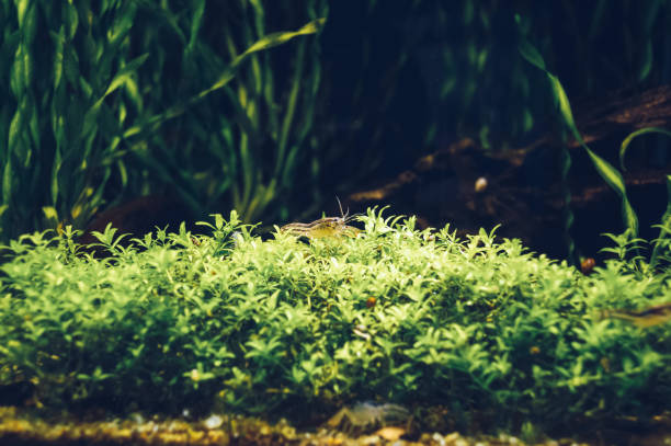 view of Brazos Dwarf Crayfish inside aquarium sitting  in seaweeds