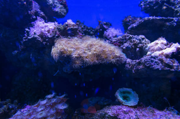 istock underwater background of green button polyps and other corals and sea creatures 1283710323