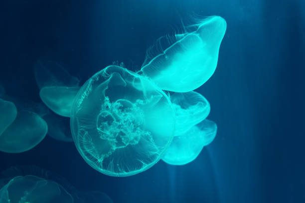 istock pretty swimming moon jelly fishes illuminated with light blue light 1283710360