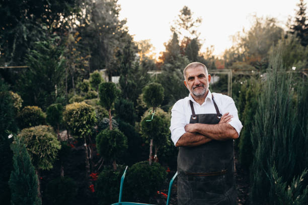 middle aged man working in evergreen plant nursery
