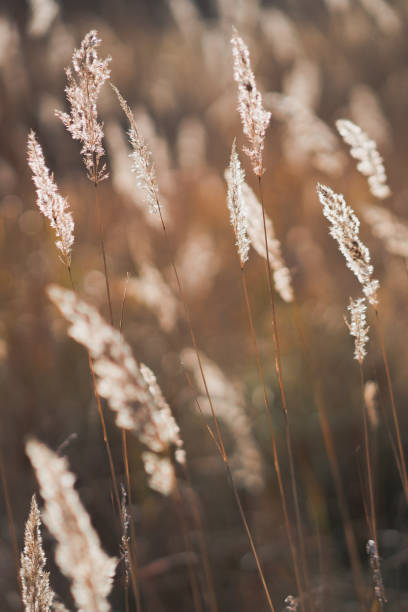 istock Field grass in soft rays of sun. 1283711328